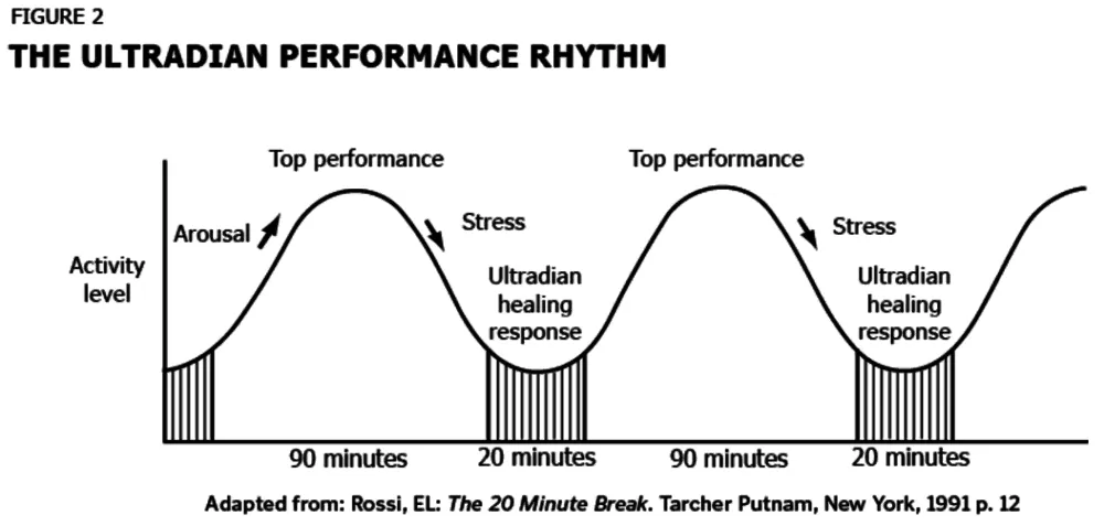 The ultradian performance cycle